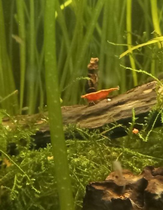 Camarões red cherry (fire)