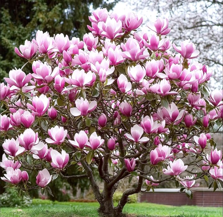Oddam za darmo nadmiar sadzonek Magnolii  Soulangeana