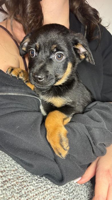 Szczeniaki szczeniak Wrocław Dolny Śląsk