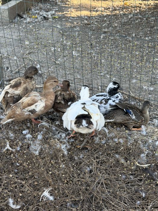 Patos call duck ou mignons