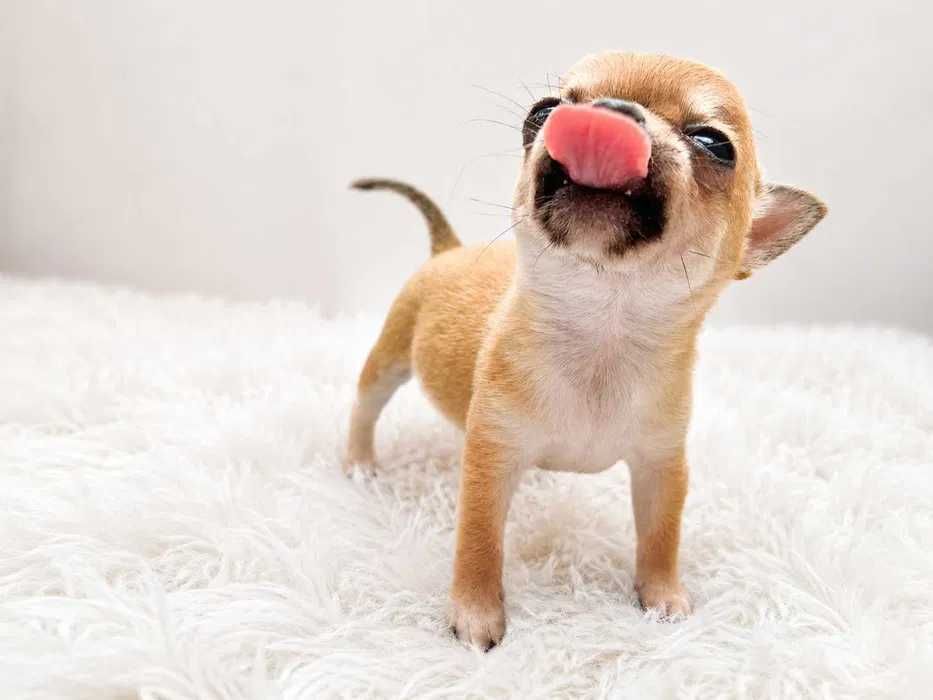 Miniaturka XXS - Chihuahua NERO