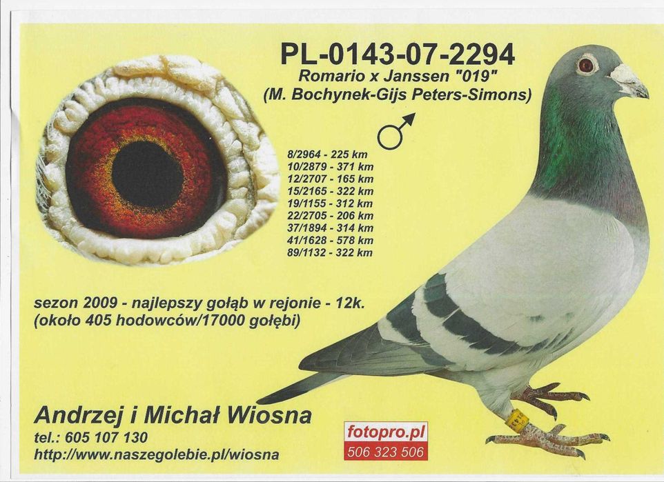 Młode 2026 Para 62 Oryg A.M Wiosn Inbred Szpaka 74019 gołębie pocztowe