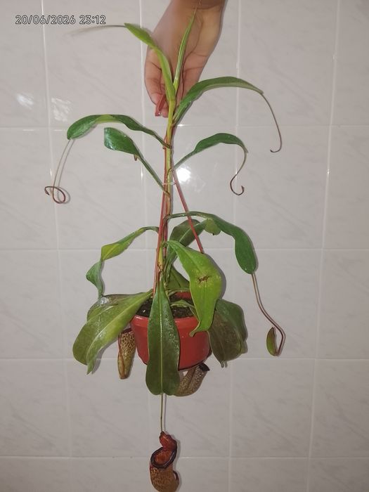 Planta carnívora (Nepenthes)