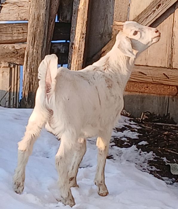 Козлики та козочки АНта заано нубийци,вівці та кози