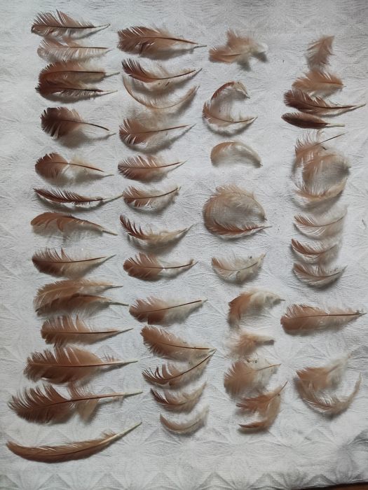 Pióra brązowe kury naturalne eco 50 sztuk
