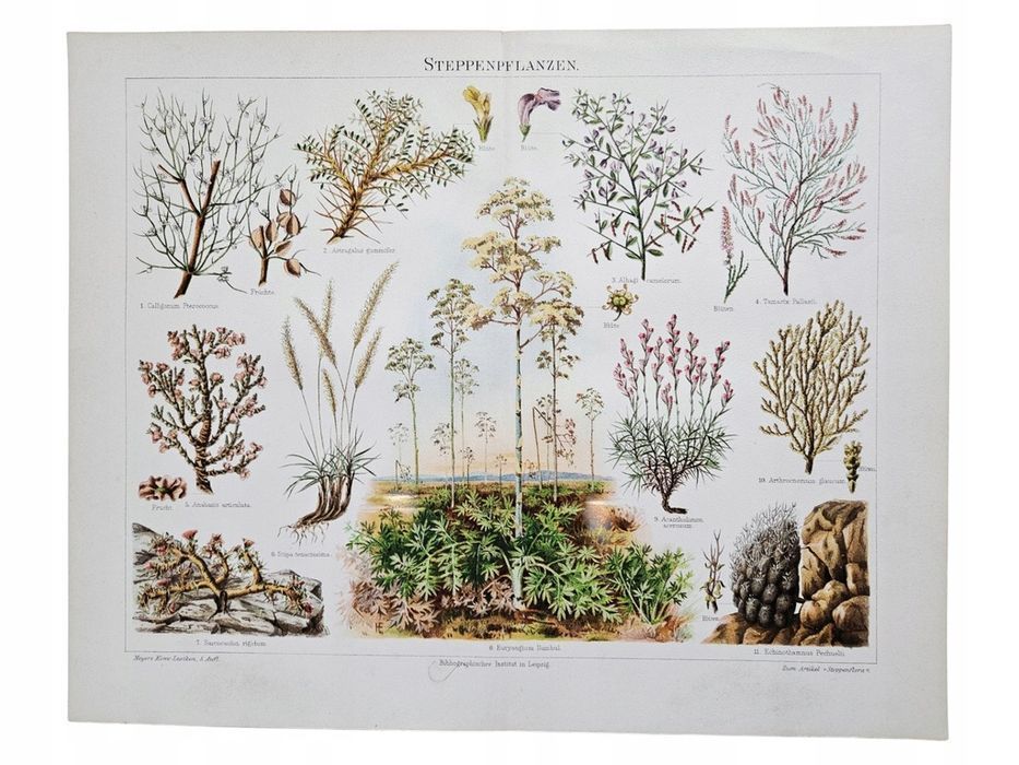 Rycina Steppenpflanzen 1893 Meyers Lexikon Oryginał