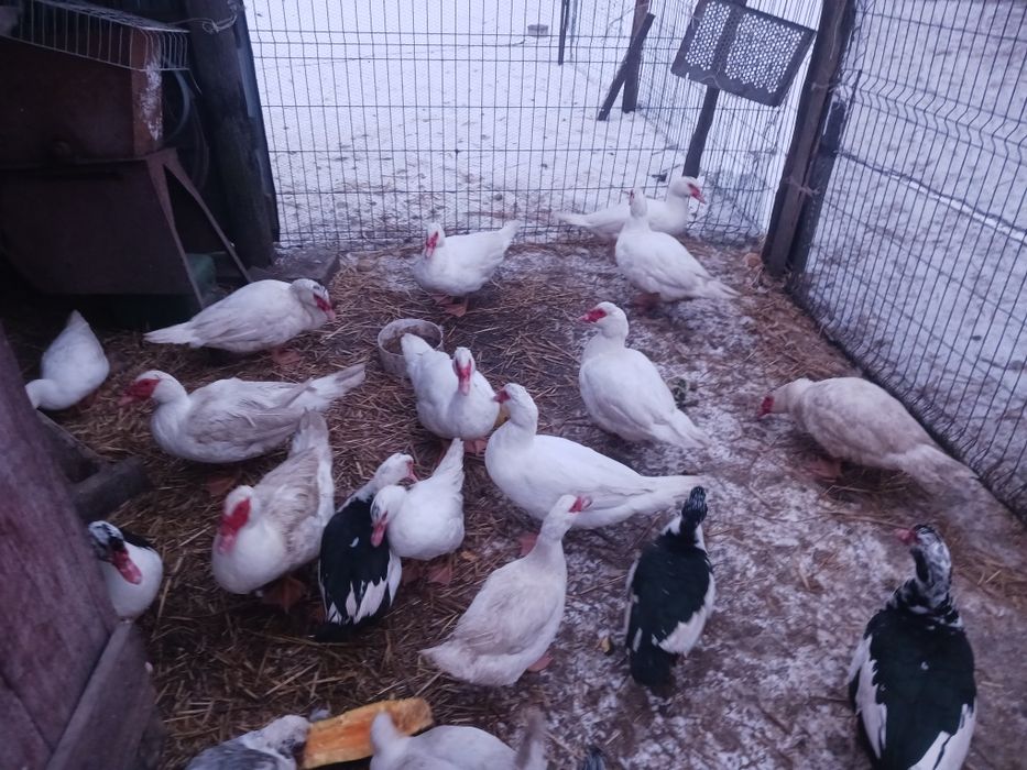 Kaczor,kaczki piżmowe, francuskie