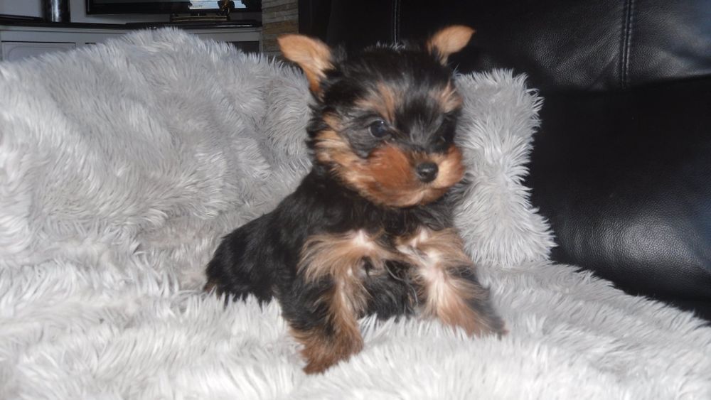 Yorkshire fêmea c/LOP