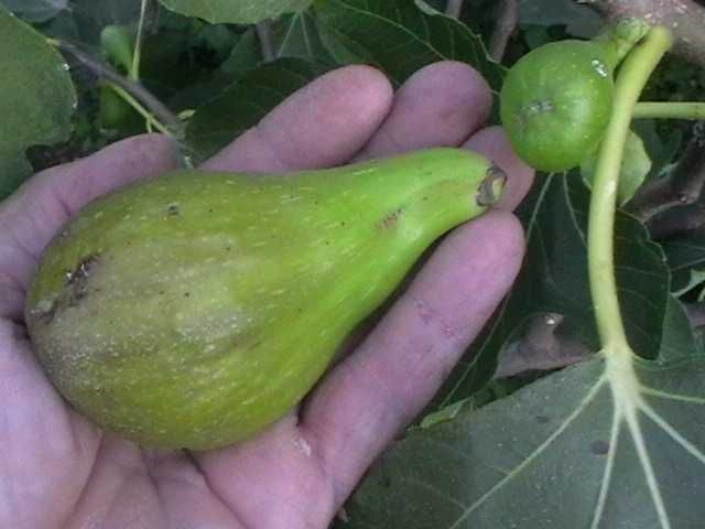 Інжир. Розпродаж саджанців.