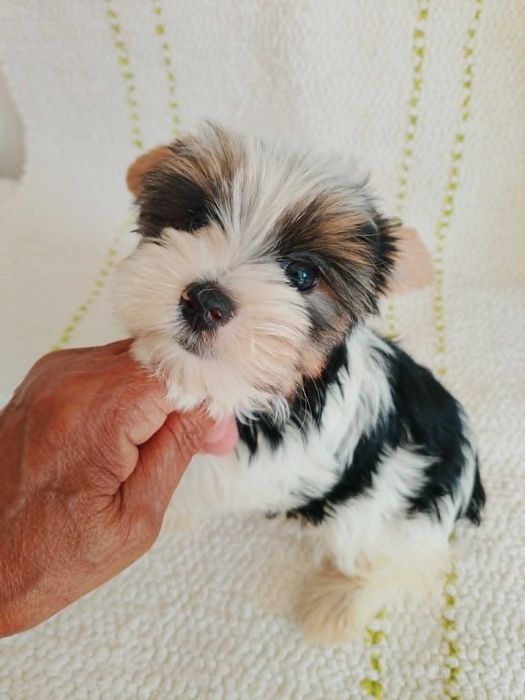 Biewer Terrier com Pedigree Fêmea
