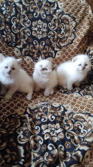 Вислоухие и прямоухие шотландские мальчики, чистой породы