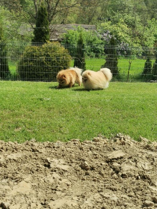 Szpic pomeranian pies dorosly