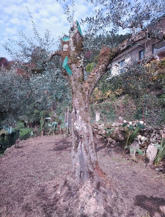 Oliveira centenária