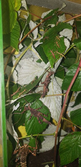 Zestaw straszyków north luzon 10szt