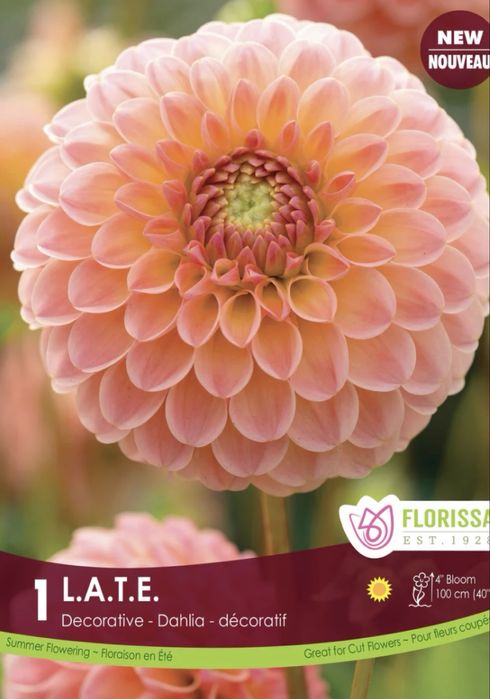 Жоржина клубні Нідерланди