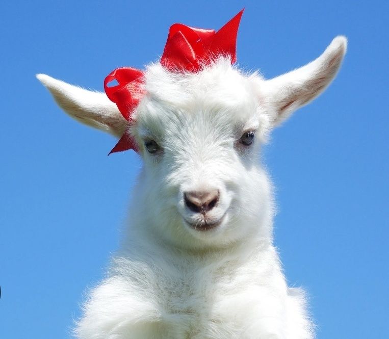 Козий жир домашний