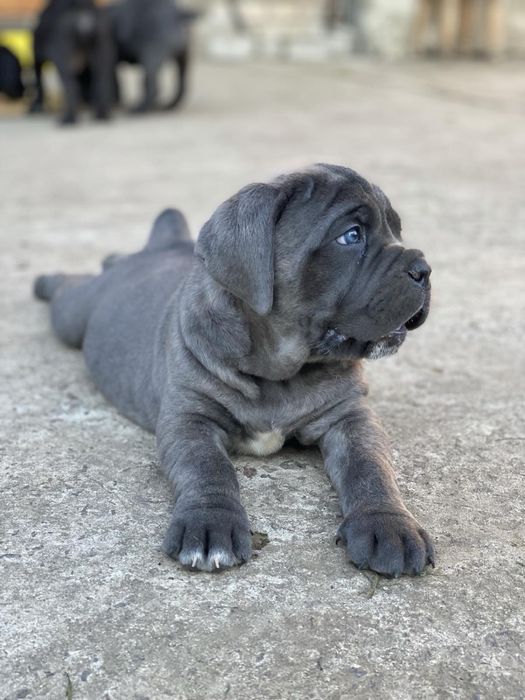 Не загуби свій шанс ~придбати одного знайкращих щенят Cane corso