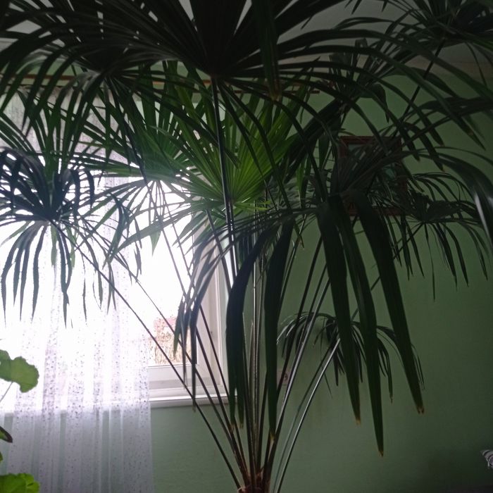 Вазон пальма 2 метри