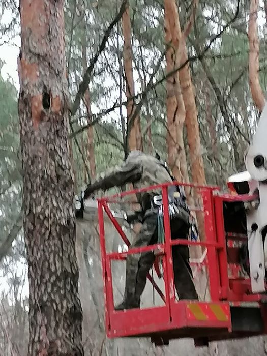 Wycinka i pielęgnacja drzew