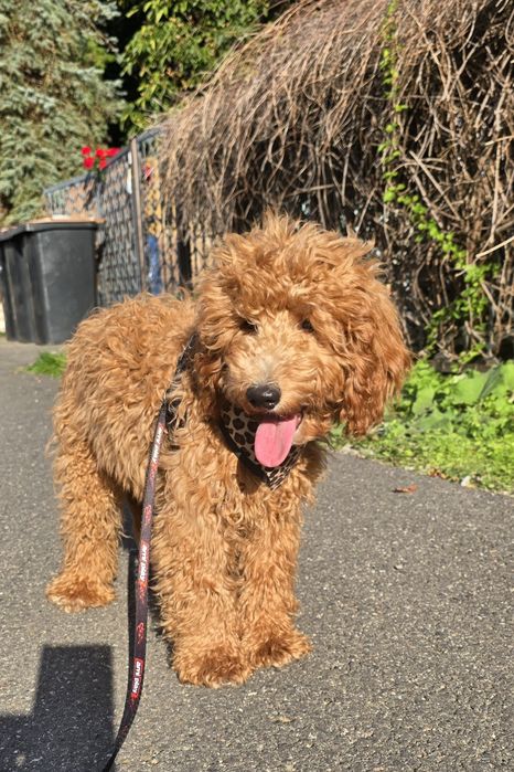 Cockapoo/ dziewczynka