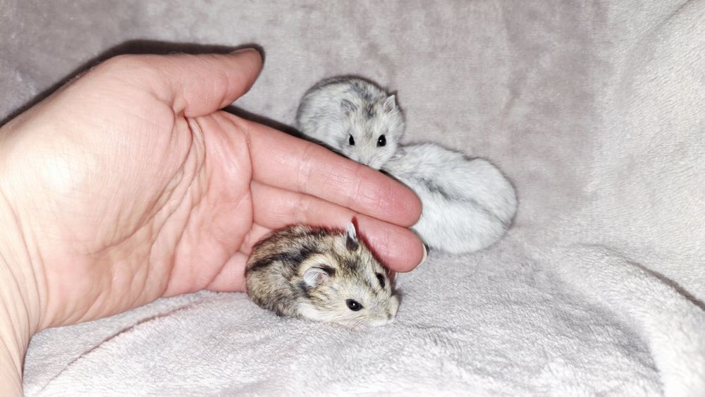 Джунгарики хом'ячата