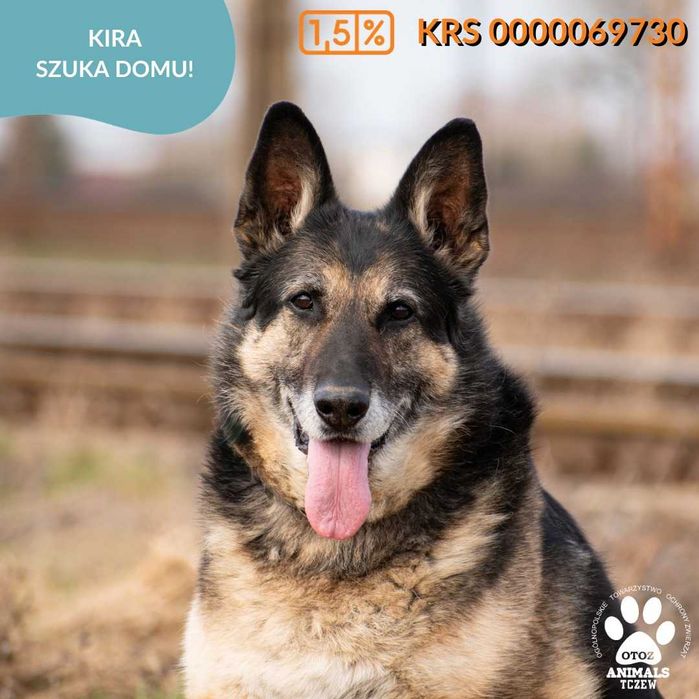 OTOZ TCZEW - KIRA - szuka domu!