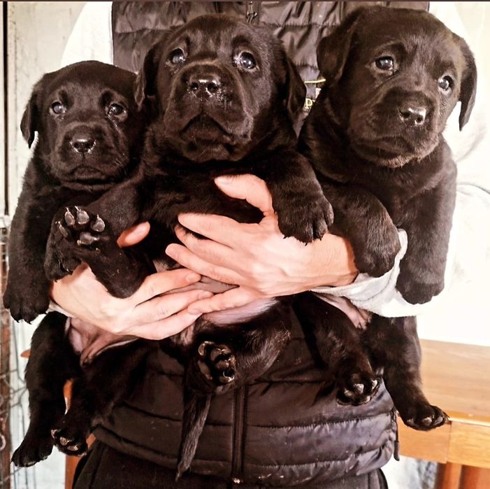 Labrador Retriever Lop e afixo