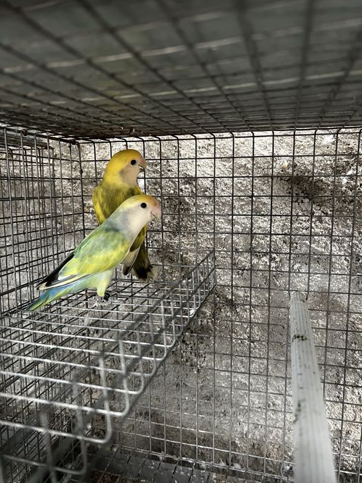 Agapornis 2024/2025