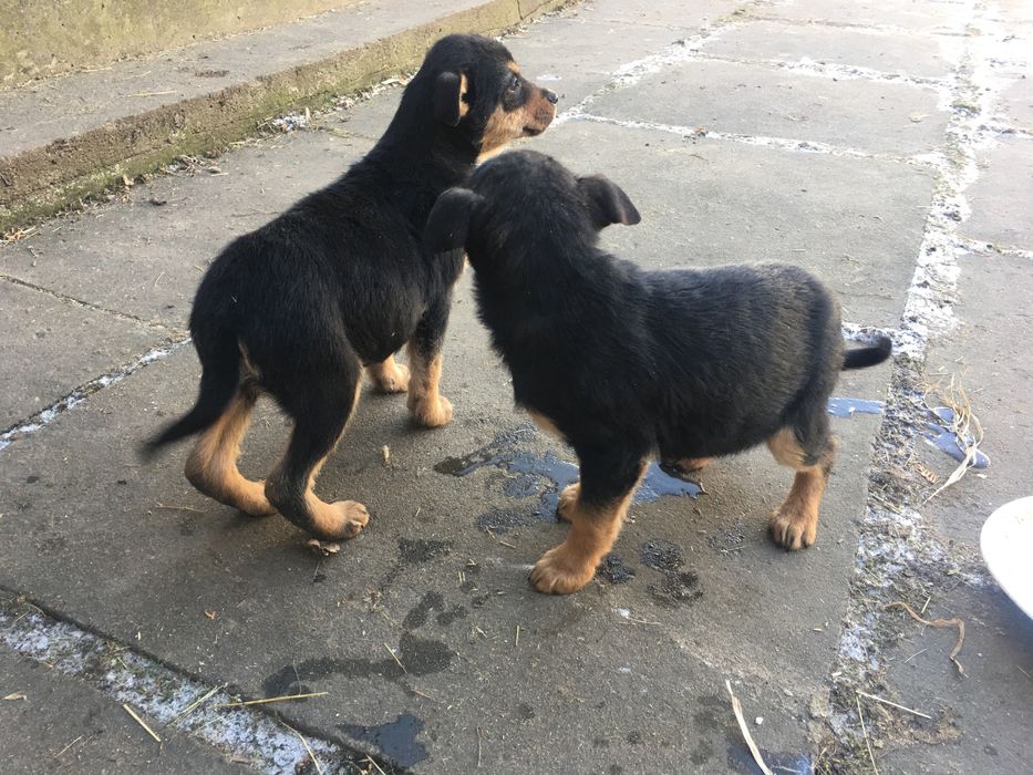 Віддам в добрі руки песики , собачка , цуценята ,
