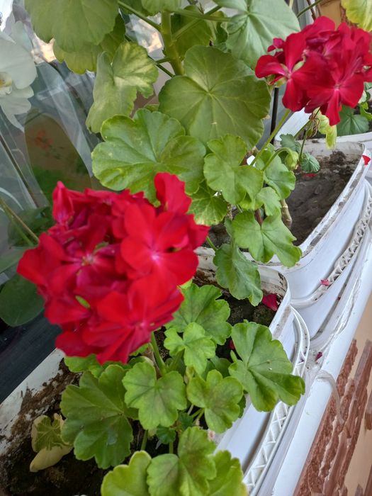 Ампельная красная герань.