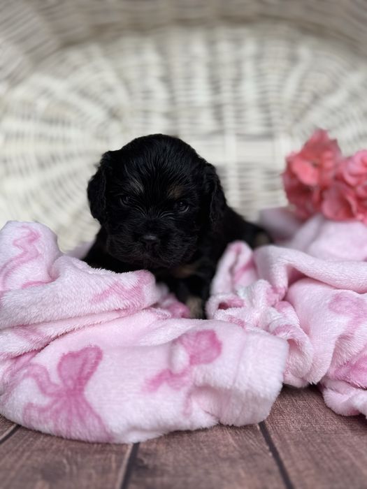 Dalia Cavalier King Charles Spaniel BADANIA black and tan