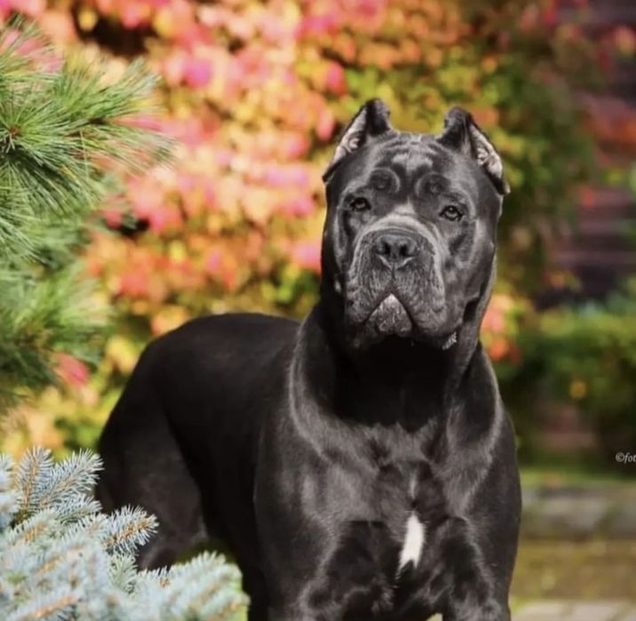 Щеночки  Cane corso Italiano-сірого окраск