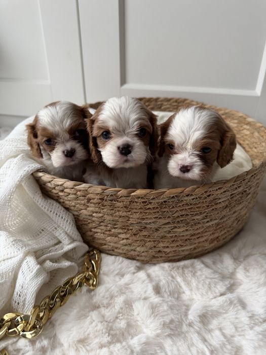 Cavalier Kinga Charles Spaniel - zarezerwowana