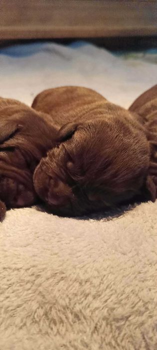 Labrador Retriever Zkwp/FCI - czekoladowe szczenię