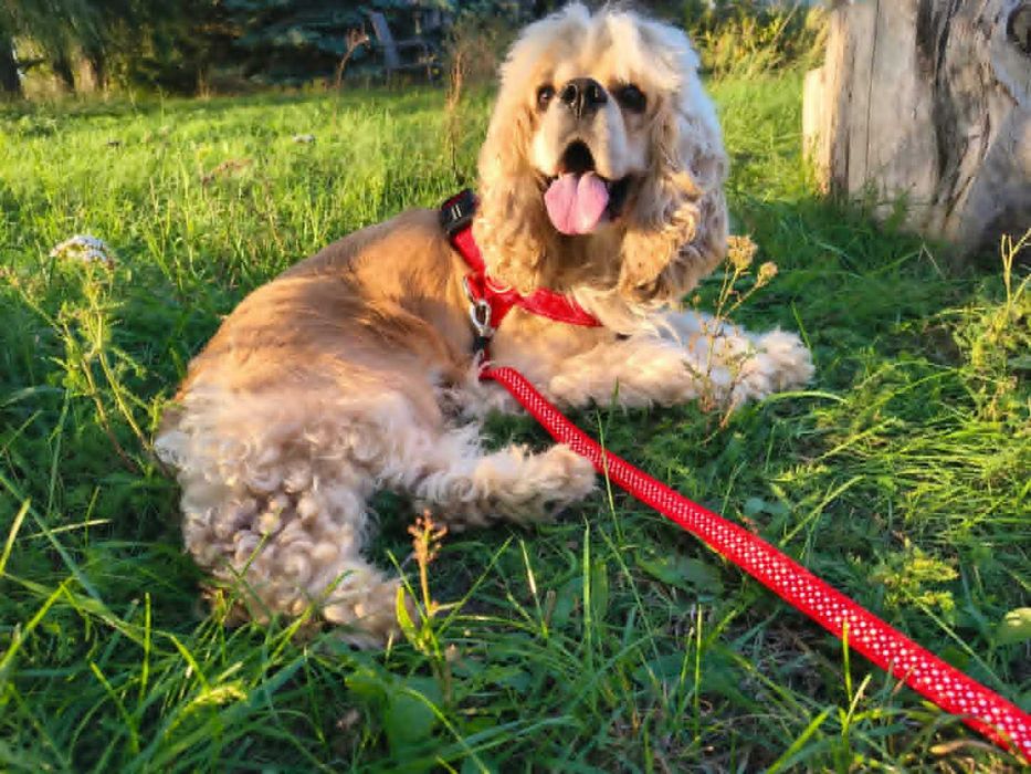 Cockapoo - piesek - Cocker spaniel amerykański