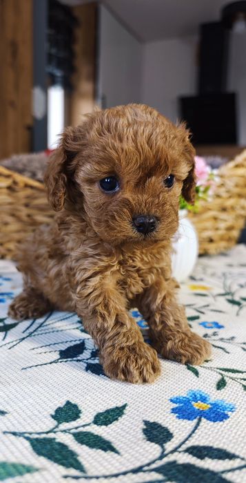 REZERWACJA**Cavapoo** cudowna dziewczynka !