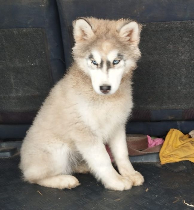 Husky Syberyjski suczka