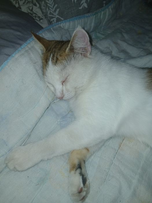 Пропав кіт. Допоможіть