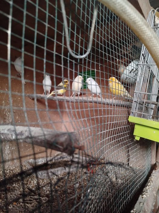 Varias aves para venda