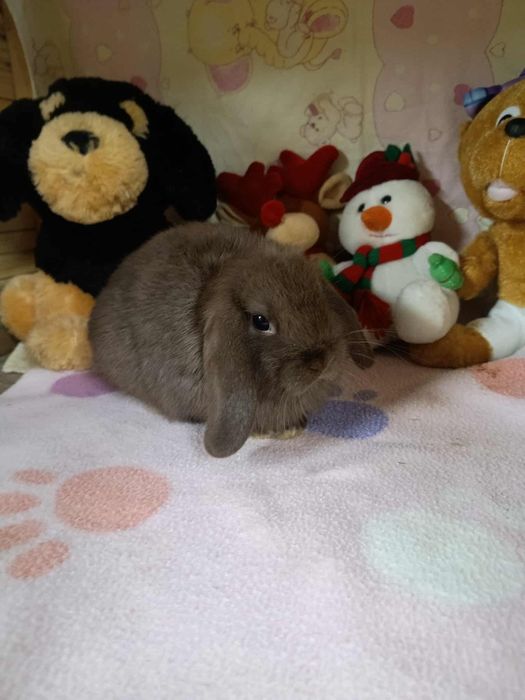 Sprzedam króliczki mini loop mini lop
