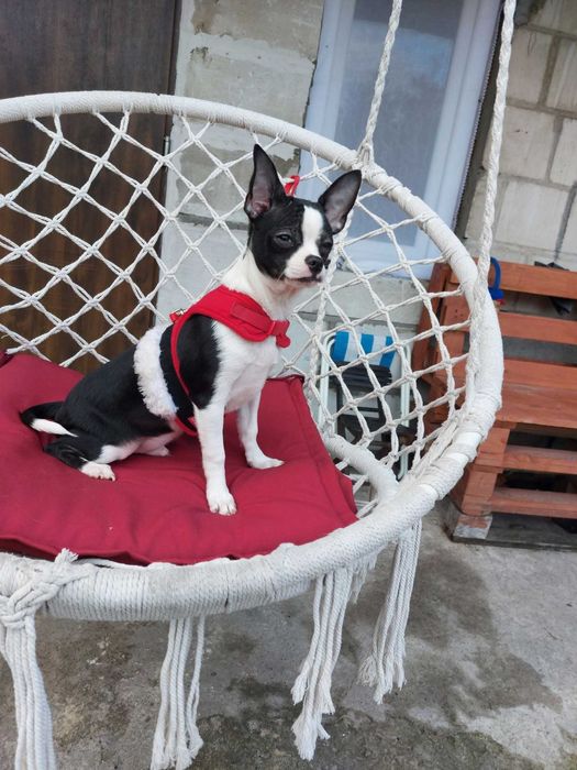 Piesek chihuahua  okolice Warszawy