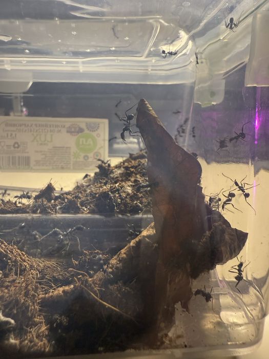 Продам колонию муравьев вида Aphaenogaster senilis