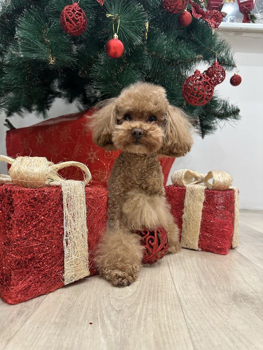 Вязка тикап пудель