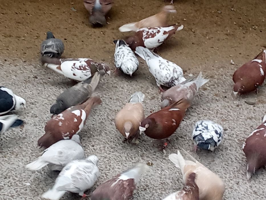 Sprzedam Gołębie Pocztowe