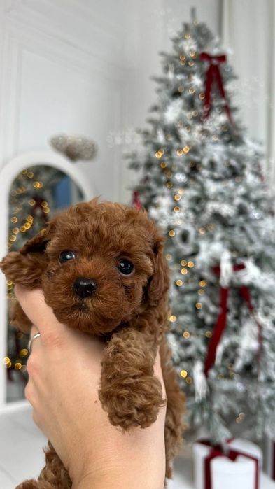 Мальтіпу та той-пудель