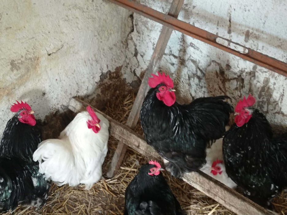 Sprzedam kurki Kochin