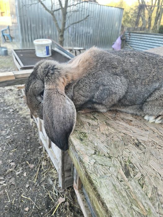 Samica baran francuski 10 miesięcy