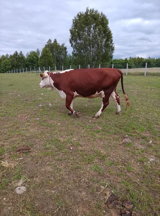 Krowa jałówka ..