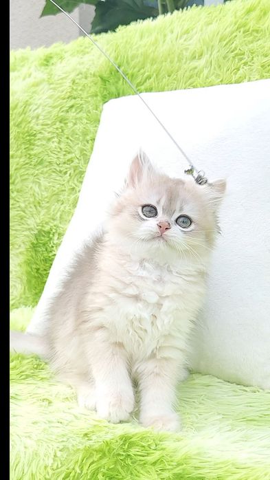 Британське кошеня Голубе золото