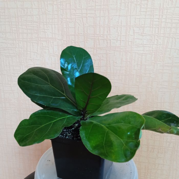 Продам різні сорти фікусів.